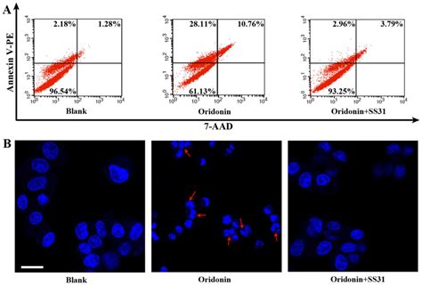 Mitochondrial Ros Contribute To Oridonin Induced Hepg Apoptosis