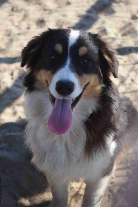 White S Sharp Lil Aussies Australian Shepherd Puppies For Sale Born