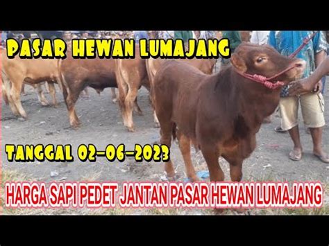 HARGA SAPI PEDET JANTAN PASAR HEWAN LUMAJANG TGGL02 06 2023 YouTube