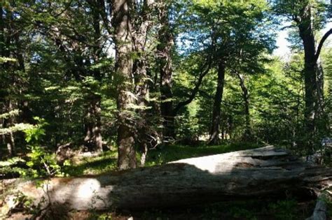 Multa Millonaria Por La Tala De Un Bosque Nativo Para Hacer Una Pista