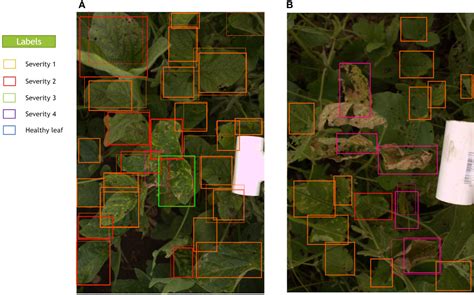 Frontiers Deep Learning Based Phenotyping For Genome Wide Association