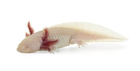 Axolotl On White Background Stock Image Image Of Close Rare 253358985