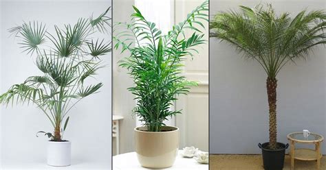 Types Of Palm Plants To Grow Indoors