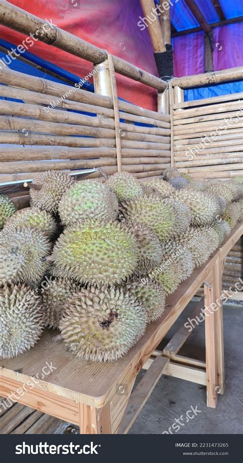 Durian Edible Fruit Several Tree Species Stock Photo 2231473265 ...