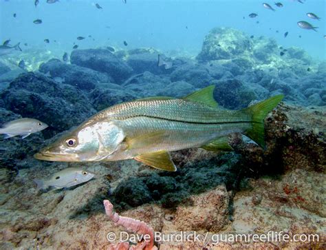 Common Snook Wikipedia 54 OFF Micoope Gt