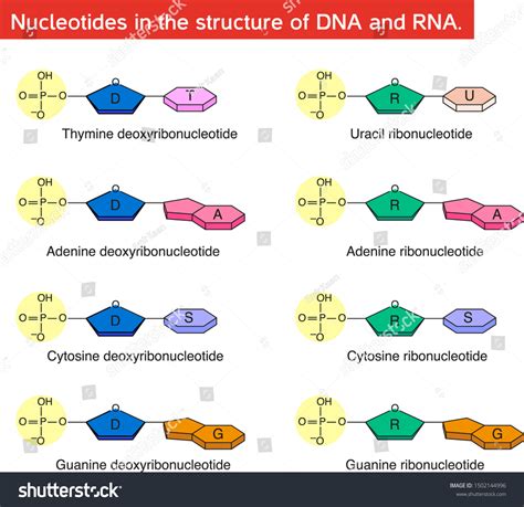 Nucleotides Structure Dna Rna Stock Vector (Royalty Free) 1502144996 | Shutterstock