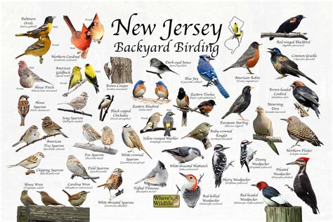 Birds Of New Jersey Backyard Birding Identification Picture Print