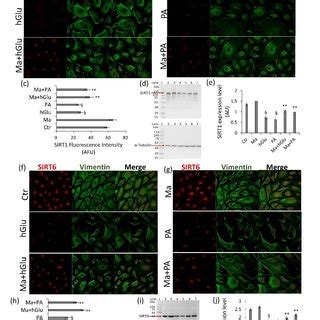 Sirt And Sirt Activation By Magliocco A B Representative Confocal