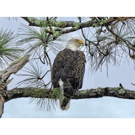 Bald Eagle ~ Coastal Georgia - Etsy