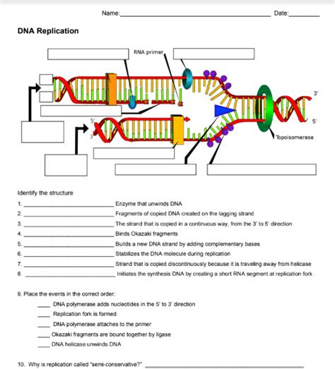 Unravelling The Mystery Of Dna With The Best Dna Replication