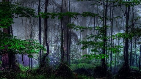 Nature Landscape Trees Forest Branch Leaves Morning Mist Plants