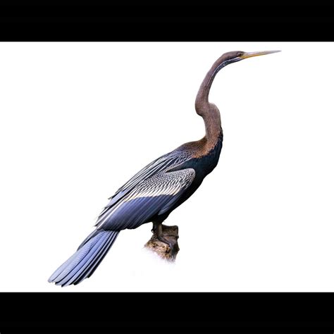 Oriental Darter (Anhinga melanogaster) identification - Birda