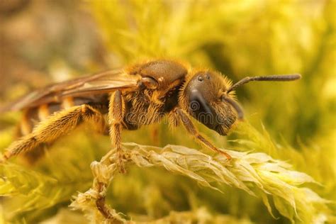 Closeup On A Female Bronze Furrow Bee Halictus Tumulorum Stock Image