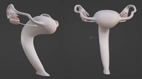 Stl File 3d Model Of Female Reproductive Urinary System Hip And