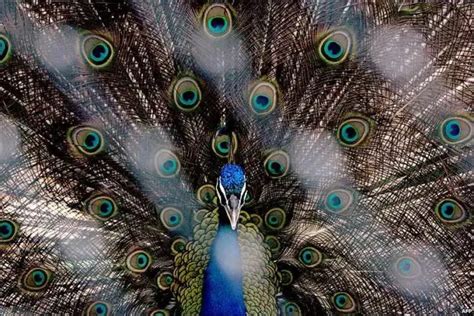 Peacock Facts For Kids | Peacock Diet & Habitat