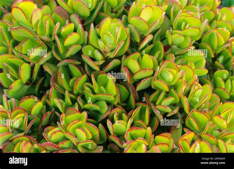 Jade Plant Crassula Ovata Crassula Argentea Foliage Stock Photo Alamy