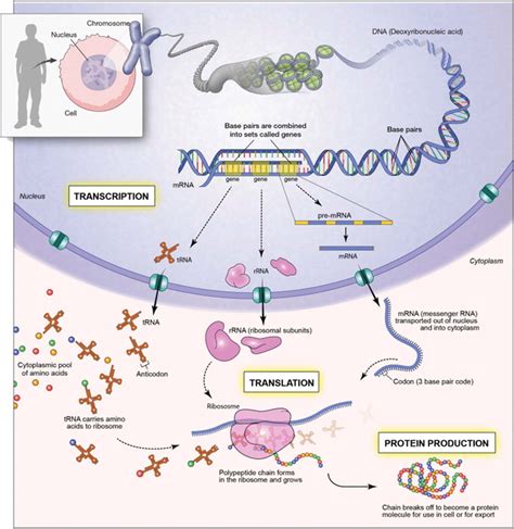 Illustration Of The Processes Of Deoxyribonucleic Acid DNA