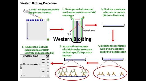 Western Blotting Diagram