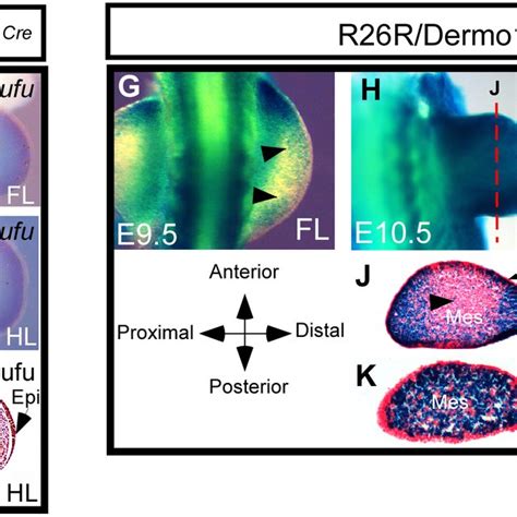 Expression Of Shh Regulated Posterior Genes A H Whole Mount In Situ