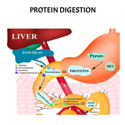 Digestión De Proteínas Metabolismo Proteico Digestión En El Tracto