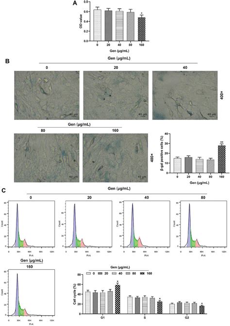 Gen Below 160 Mg ML Had No Obvious Cytotoxicity On HUVECs A HUVEC