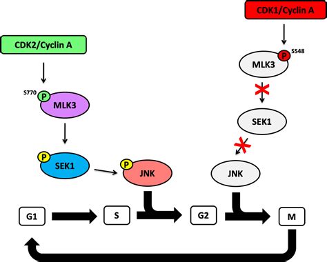 Phosphorylation Of Mixed Lineage Kinase Mlk3 By Cyclin Dependent