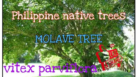 Molave Mulawin Tugas Tree Youtube