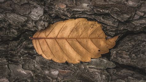 Hojas Hoja De Caduca Foto Gratis En Pixabay