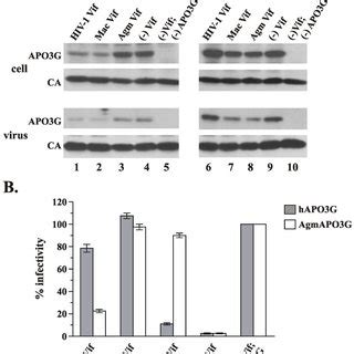 A HeLa Cells Were Transfected With The Vif Defective Proviral Clone