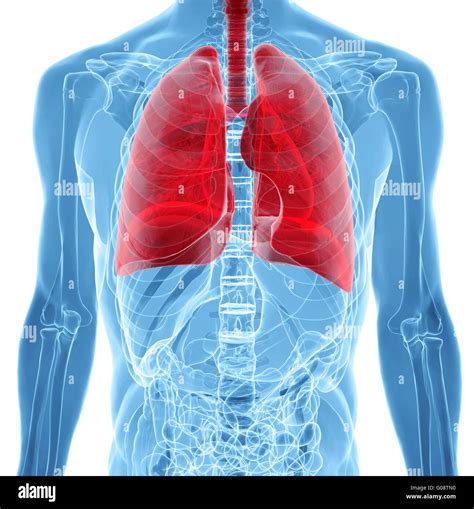 anatomy of human lungs in x-ray view Stock Photo - Alamy