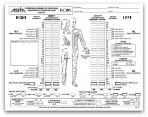 Spinal Nerve Chart Pdf