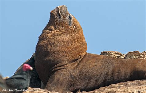 Islotes Palomino El Pequeño Reino De Lobos Marinos Oceana Peru