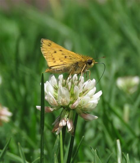 Trébol blanco Carretón Plantas Prioritarias y Recomendaciones para