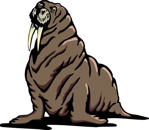 Download Illustrated Walrus Graphic