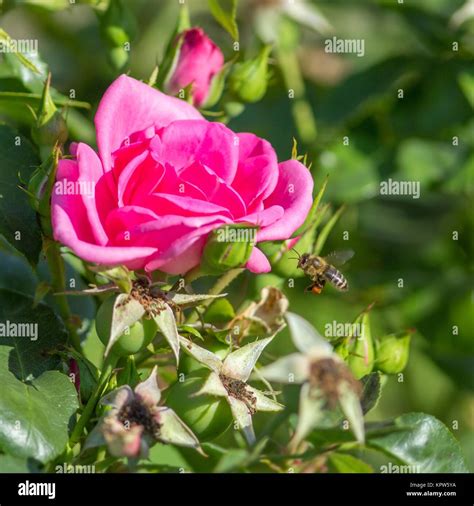 Bee at Rose / Bee and Rose Stock Photo - Alamy