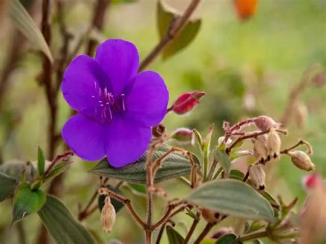 Plantas Medicinales De Los Muiscas Sabidur A Ancestral