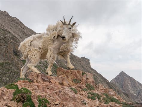 shaved mountain goat