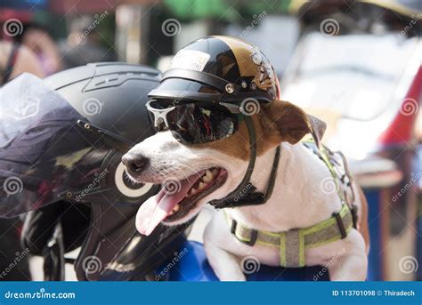 Dog wearing a helmet stock photo. Image of brown, helmet - 113701098