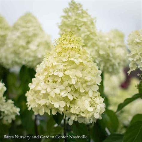 Topiary 7pt Hydrangea Pan Limelight Panicle White Patio Tree