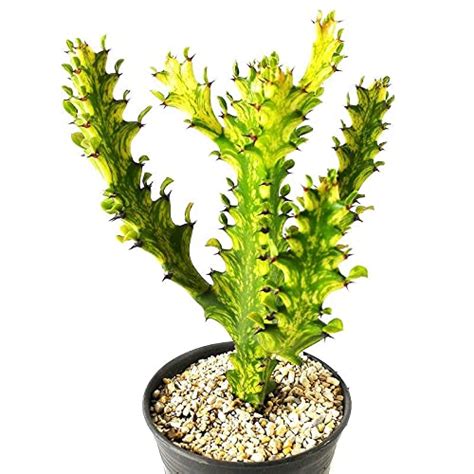 Variegated Euphorbia Trigona Euphorbia Trigona Mint Cream