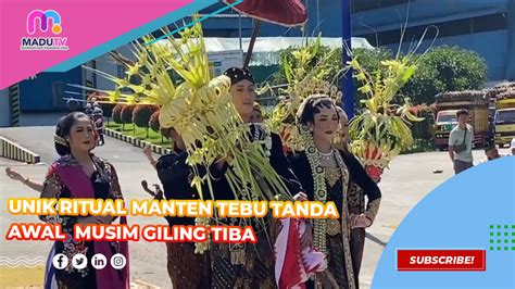 Unik Ritual Manten Tebu Tanda Awal Musim Giling Tiba Unik Ritual Manten