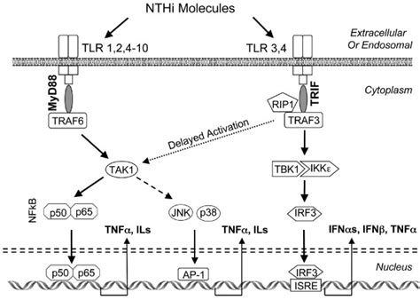 A Schematic Representation Of Tlr Signaling Via The Myd88 Versus Trif