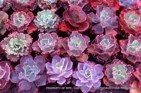 Echeveria Hybrids Rare Plant Research