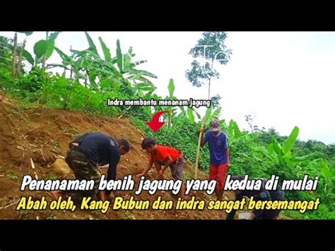 DI AWALI DENGAN MENGUCAP BISMILLAH PENANAMAN BENIH JAGUNG YANG KEDUA