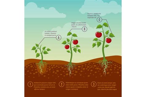 Tomatoes Growth And Planting Stages Flat Vector Diagram