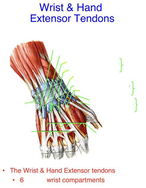 Wrist & Hand Extensor Tendons Diagram | Quizlet