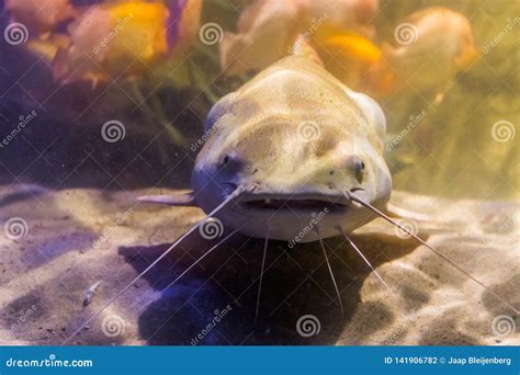 Catfish Face Stock Photos - Download 409 Royalty Free Photos