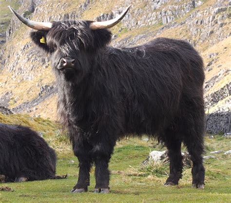 Highland Cattle: Origin, Characteristics, Uses, Photo