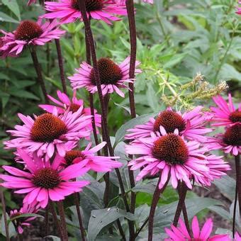 Echinacea Purpurea Fatal Attraction Pflanzen Kaufen Online