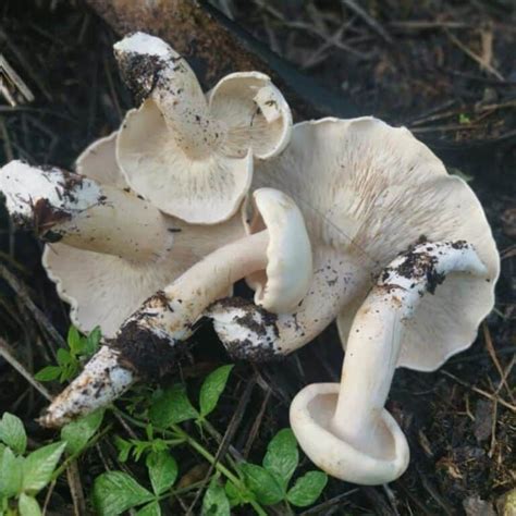 American Matsutake Identification Foraging And Concerns Mushroom